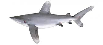 Image result for Carcharhinus albimarginatus