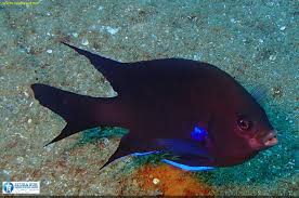 Image result for Canary Divers