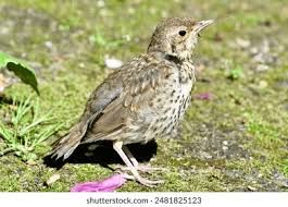 Attēlu rezultāti vaicājumam “Turdus philomelos juvenile”