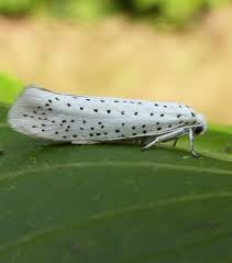 Attēlu rezultāti vaicājumam “Yponomeuta evonymella”