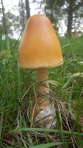 Attēlu rezultāti vaicājumam “Amanita crocea”