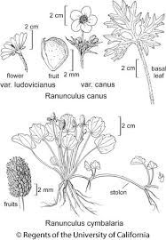 Attēlu rezultāti vaicājumam “Ranunculus acris fruit”