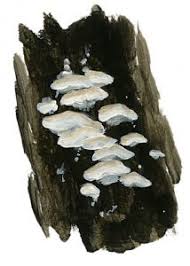 Attēlu rezultāti vaicājumam “Antrodiella semisupina”