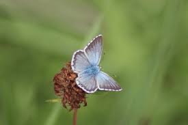 Attēlu rezultāti vaicājumam “Celastrina argiolus underside”