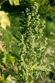 Attēlu rezultāti vaicājumam “Chenopodium acerifolium flower”