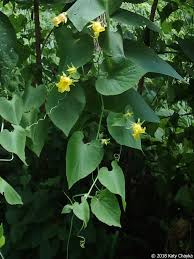 Attēlu rezultāti vaicājumam “Thladiantha dubia”