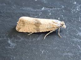 Attēlu rezultāti vaicājumam “Celypha striana”