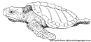 Sea Turtle coloring page