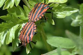 Attēlu rezultāti vaicājumam “Graphosoma lineatum nymph”