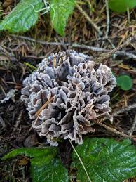 Attēlu rezultāti vaicājumam “Thelephora palmata”