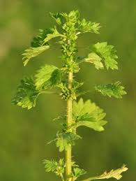 Attēlu rezultāti vaicājumam “Urtica urens”