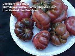 Afbeeldingsresultaat voor purple calabash tomato