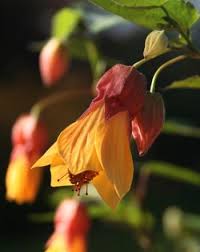 Image result for Tanacetum parthenium 'Tetraweiss'