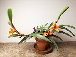 Attēlu rezultāti vaicājumam “Retinia resinella exuvia”