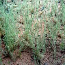 Attēlu rezultāti vaicājumam “Chara filiformis”