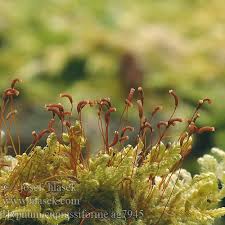 Attēlu rezultāti vaicājumam “Hypnum cupressiforme var. lacunosum sporophyte”