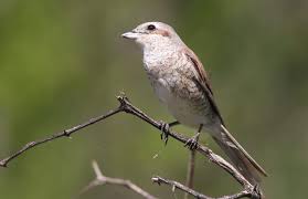 Attēlu rezultāti vaicājumam “Lanius collurio female”