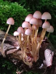 Attēlu rezultāti vaicājumam “Mycena renati”