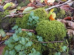 Attēlu rezultāti vaicājumam “Cratoneuron filicinum”