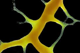 Attēlu rezultāti vaicājumam “Badhamia utricularis young”