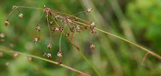 Attēlu rezultāti vaicājumam “Luzula pilosa flower”