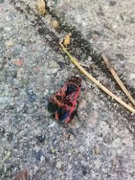 Attēlu rezultāti vaicājumam “Caenolyda reticulata”