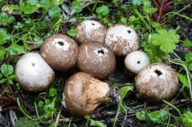 Attēlu rezultāti vaicājumam “Leptobryum pyriforme sporophyte”