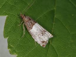 Attēlu rezultāti vaicājumam “Notocelia roborana”