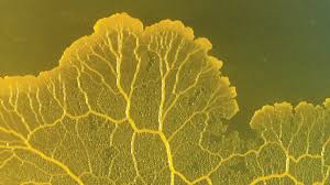 Attēlu rezultāti vaicājumam “Physarum conglomeratum”