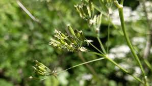 Attēlu rezultāti vaicājumam “Anthriscus sylvestris fruit”