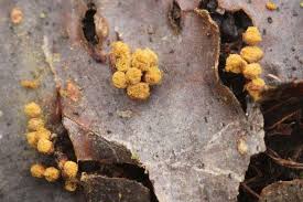 Attēlu rezultāti vaicājumam “Trichia botrytis”