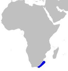 Image result for Scylliogaleus quecketti