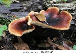 Attēlu rezultāti vaicājumam “Polyporus badius”