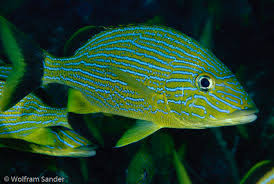 Image result for Haemulon sciurus