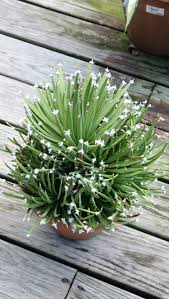 Attēlu rezultāti vaicājumam “Badhamia capsulifera var. arborea sessile”