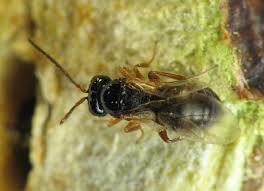 Attēlu rezultāti vaicājumam “Diastrophus rubi”