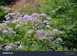 Attēlu rezultāti vaicājumam “Pimpinella major leaf”