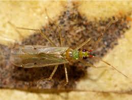 Attēlu rezultāti vaicājumam “Dicyphus sp.”