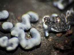 Attēlu rezultāti vaicājumam “Physarum bitectum”