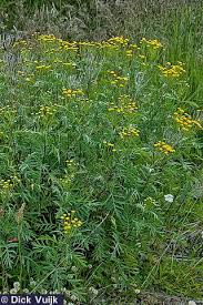 Attēlu rezultāti vaicājumam “Tanacetum vulgare flower”