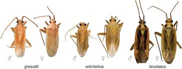 Attēlu rezultāti vaicājumam “Stenotus binotatus male”