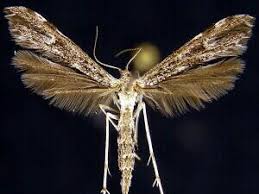 Attēlu rezultāti vaicājumam “Pterophoridae”