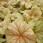 Image result for Heuchera `Swirling Fantasy`