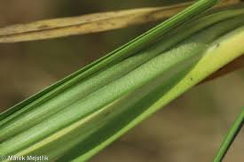 Attēlu rezultāti vaicājumam “Carex acutiformis leaf”