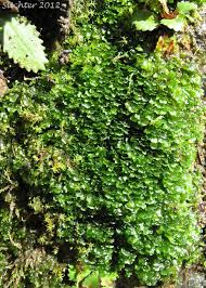 Attēlu rezultāti vaicājumam “Pellia”