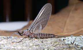 Attēlu rezultāti vaicājumam “Ephemeroptera”