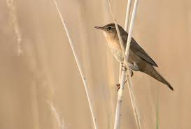 Image result for Locustella luscinioides