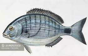 Image result for Diplodus sargus
