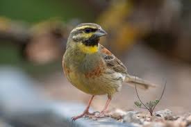 Image result for Emberiza cirlus