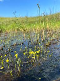 Attēlu rezultāti vaicājumam “Utricularia minor flower”